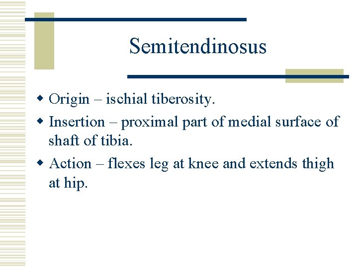 Semitendinosus w Origin – ischial tiberosity. w Insertion – proximal part of medial surface