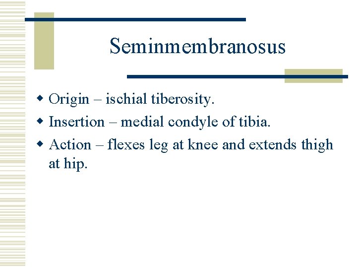 Seminmembranosus w Origin – ischial tiberosity. w Insertion – medial condyle of tibia. w