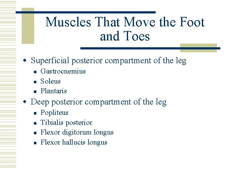 Muscles That Move the Foot and Toes w Superficial posterior compartment of the leg