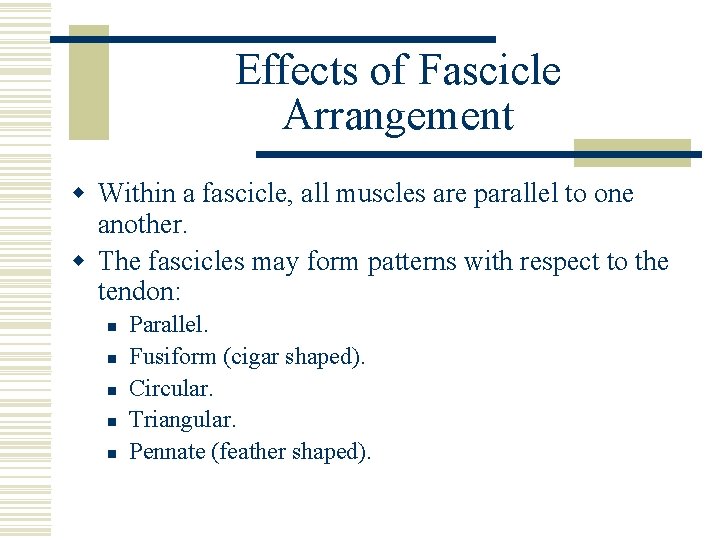 Effects of Fascicle Arrangement w Within a fascicle, all muscles are parallel to one