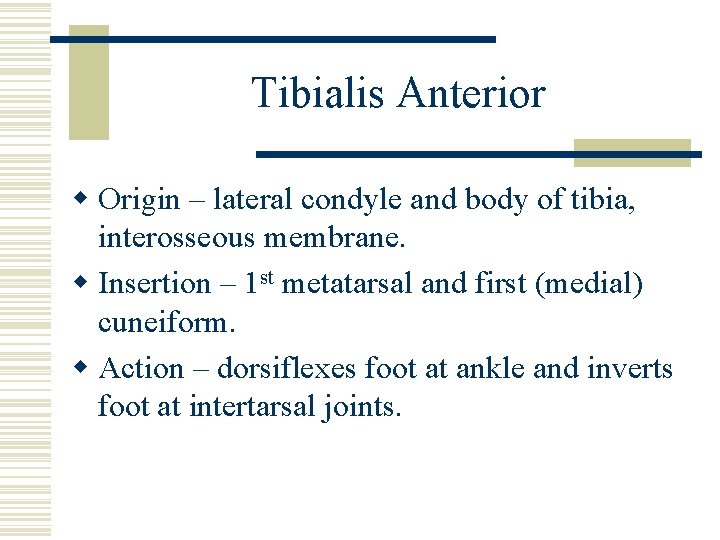 Tibialis Anterior w Origin – lateral condyle and body of tibia, interosseous membrane. w