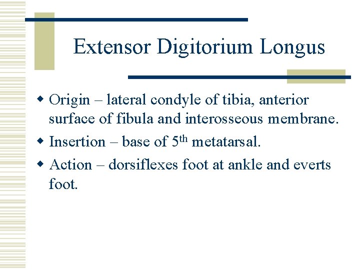 Extensor Digitorium Longus w Origin – lateral condyle of tibia, anterior surface of fibula
