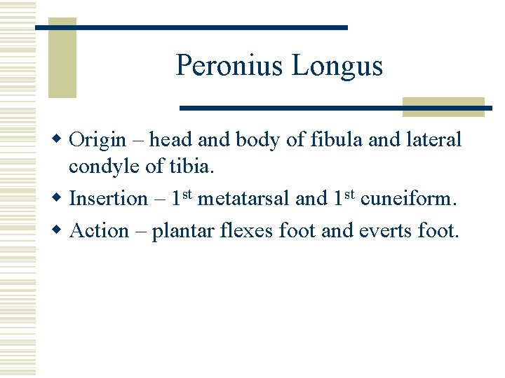 Peronius Longus w Origin – head and body of fibula and lateral condyle of