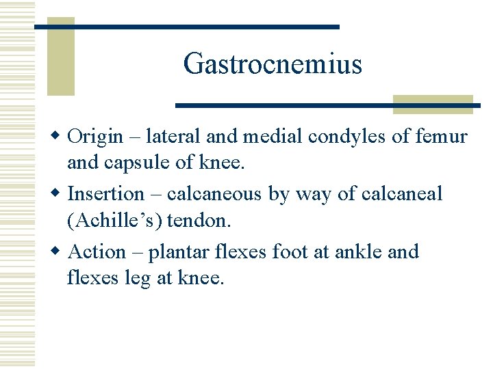 Gastrocnemius w Origin – lateral and medial condyles of femur and capsule of knee.