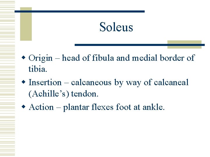 Soleus w Origin – head of fibula and medial border of tibia. w Insertion