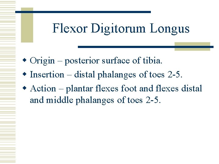 Flexor Digitorum Longus w Origin – posterior surface of tibia. w Insertion – distal