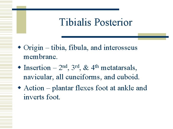 Tibialis Posterior w Origin – tibia, fibula, and interosseus membrane. w Insertion – 2