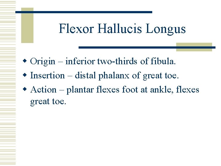 Flexor Hallucis Longus w Origin – inferior two-thirds of fibula. w Insertion – distal
