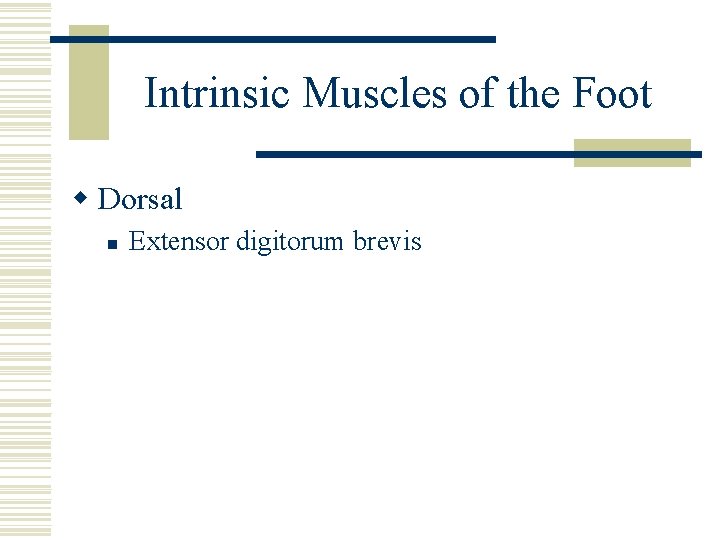 Intrinsic Muscles of the Foot w Dorsal n Extensor digitorum brevis 