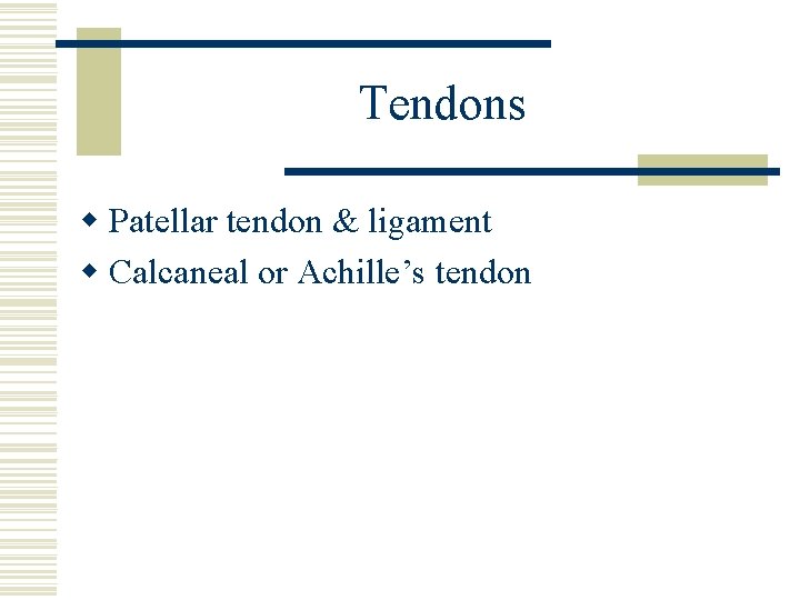 Tendons w Patellar tendon & ligament w Calcaneal or Achille’s tendon 