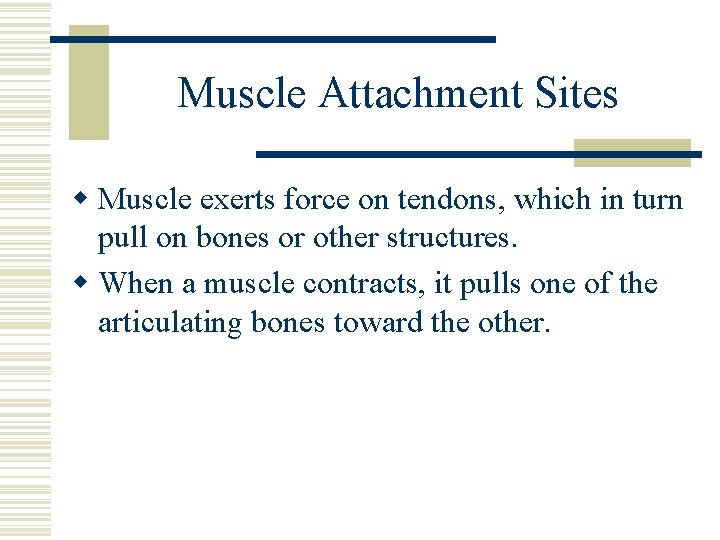 Muscle Attachment Sites w Muscle exerts force on tendons, which in turn pull on