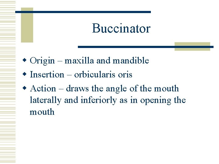 Buccinator w Origin – maxilla and mandible w Insertion – orbicularis oris w Action