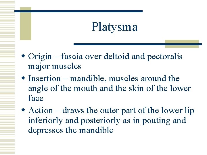 Platysma w Origin – fascia over deltoid and pectoralis major muscles w Insertion –