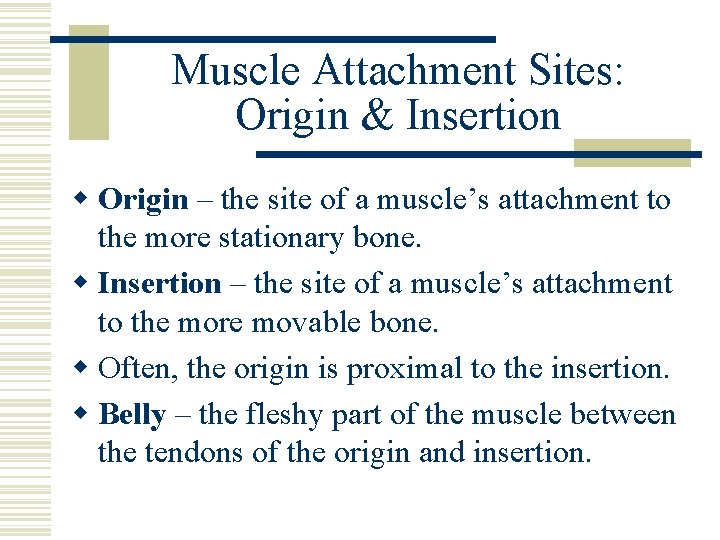 Muscle Attachment Sites: Origin & Insertion w Origin – the site of a muscle’s
