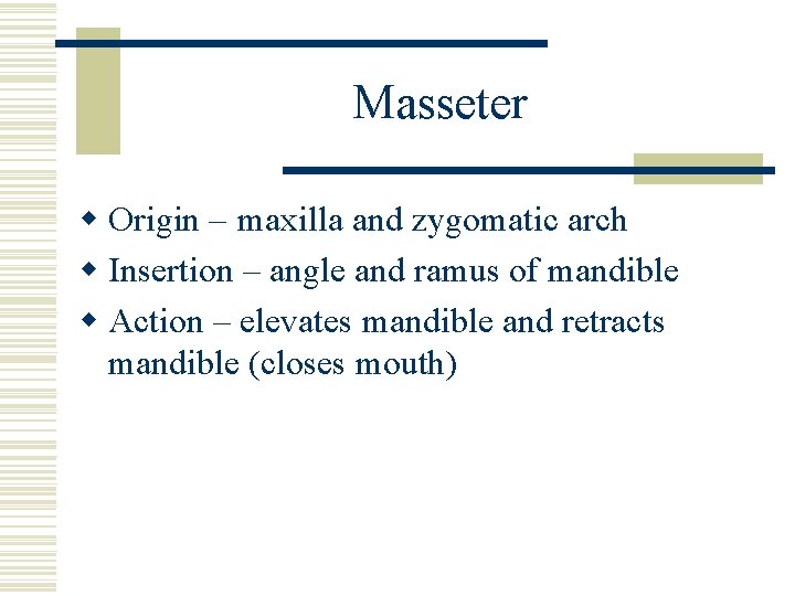 Masseter w Origin – maxilla and zygomatic arch w Insertion – angle and ramus