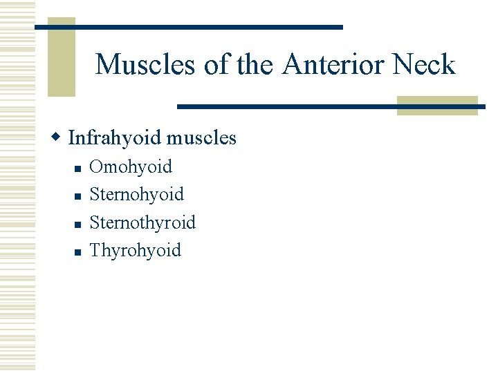 Muscles of the Anterior Neck w Infrahyoid muscles n n Omohyoid Sternothyroid Thyrohyoid 