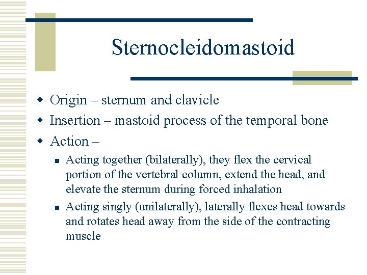 Sternocleidomastoid w Origin – sternum and clavicle w Insertion – mastoid process of the
