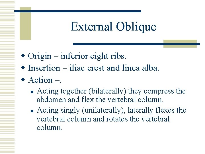 External Oblique w Origin – inferior eight ribs. w Insertion – iliac crest and