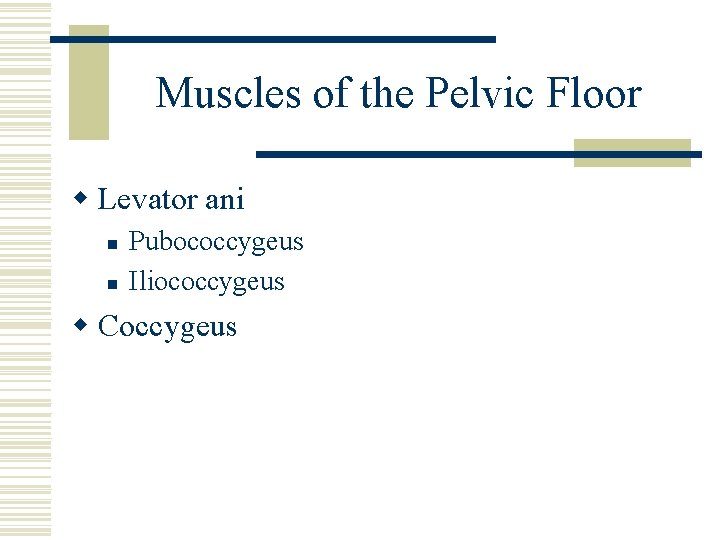 Muscles of the Pelvic Floor w Levator ani n n Pubococcygeus Iliococcygeus w Coccygeus