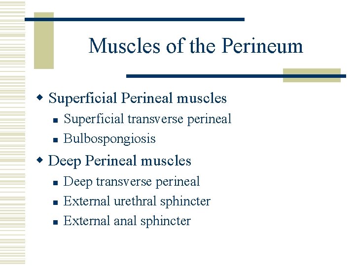 Muscles of the Perineum w Superficial Perineal muscles n n Superficial transverse perineal Bulbospongiosis