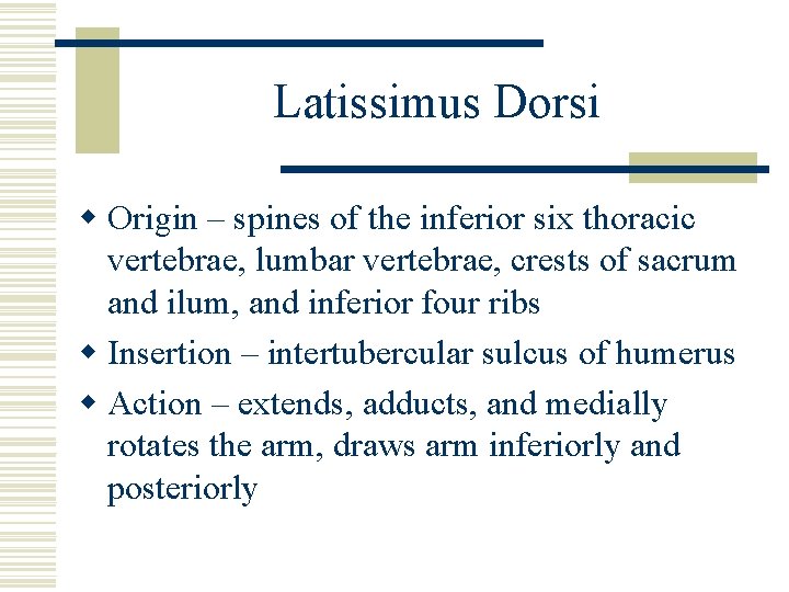 Latissimus Dorsi w Origin – spines of the inferior six thoracic vertebrae, lumbar vertebrae,
