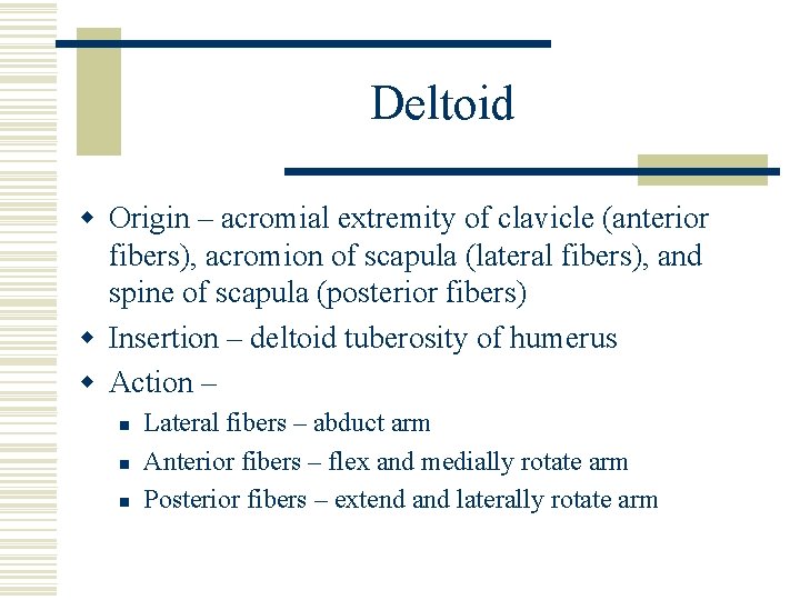 Deltoid w Origin – acromial extremity of clavicle (anterior fibers), acromion of scapula (lateral