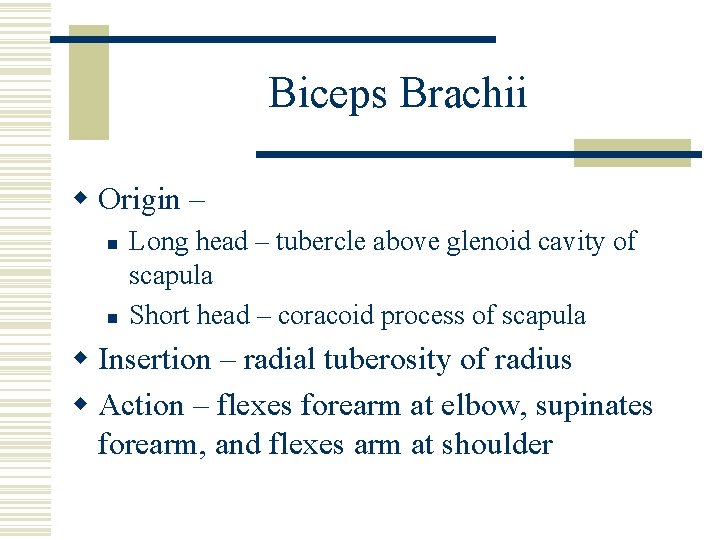 Biceps Brachii w Origin – n n Long head – tubercle above glenoid cavity