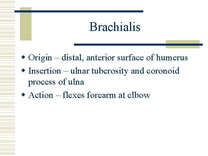 Brachialis w Origin – distal, anterior surface of humerus w Insertion – ulnar tuberosity