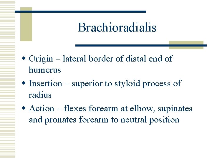Brachioradialis w Origin – lateral border of distal end of humerus w Insertion –