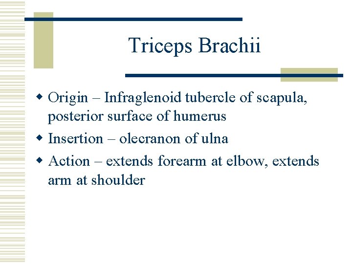 Triceps Brachii w Origin – Infraglenoid tubercle of scapula, posterior surface of humerus w