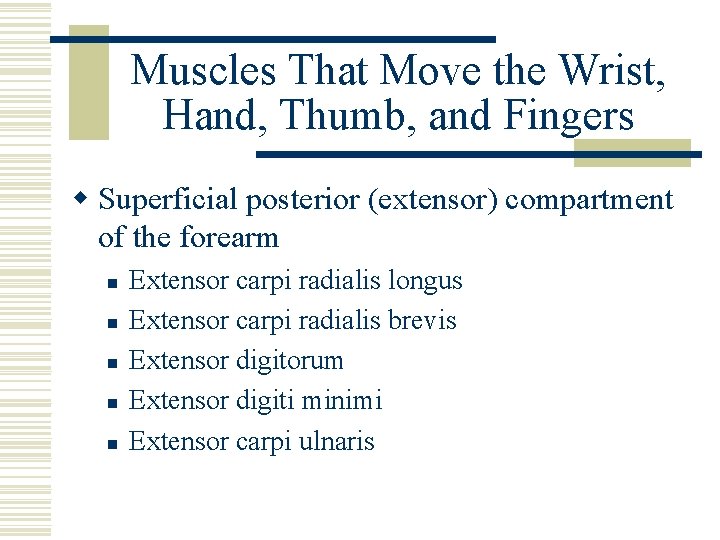 Muscles That Move the Wrist, Hand, Thumb, and Fingers w Superficial posterior (extensor) compartment