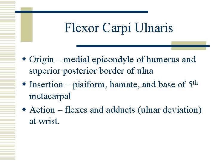 Flexor Carpi Ulnaris w Origin – medial epicondyle of humerus and superior posterior border
