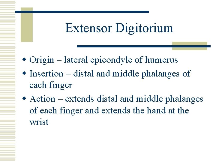 Extensor Digitorium w Origin – lateral epicondyle of humerus w Insertion – distal and