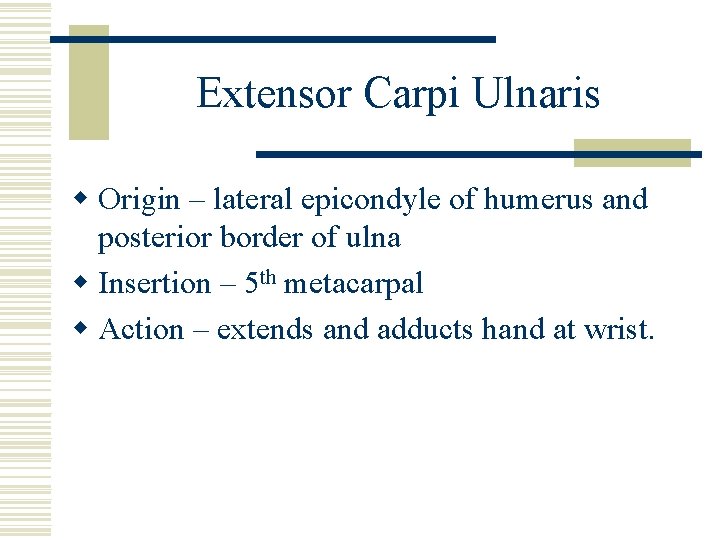 Extensor Carpi Ulnaris w Origin – lateral epicondyle of humerus and posterior border of