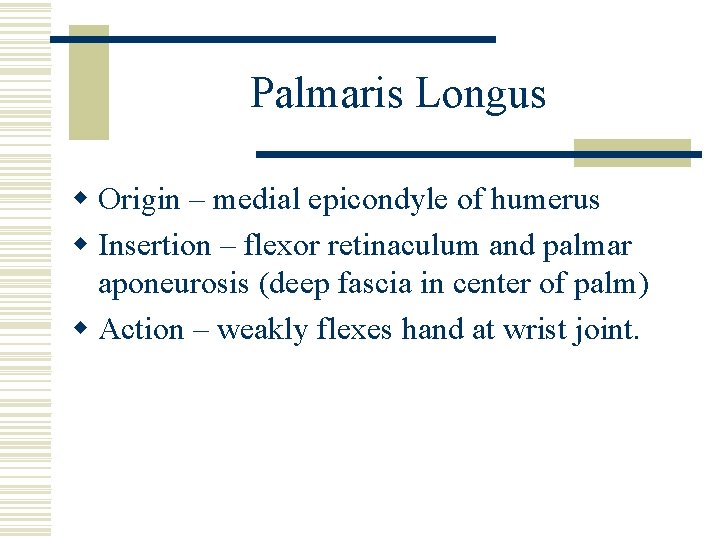 Palmaris Longus w Origin – medial epicondyle of humerus w Insertion – flexor retinaculum