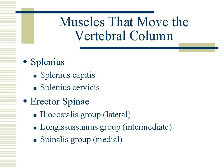Muscles That Move the Vertebral Column w Splenius n n Splenius capitis Splenius cervicis