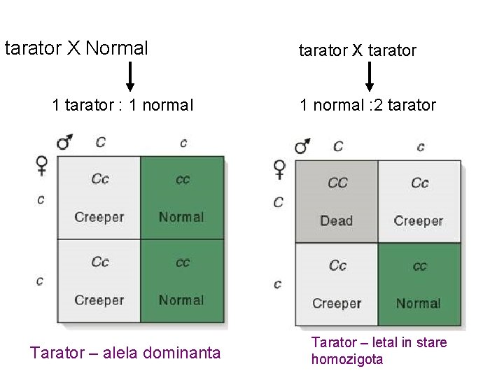 tarator X Normal 1 tarator : 1 normal Tarator – alela dominanta tarator X