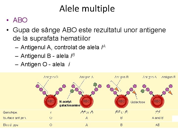 Alele multiple • ABO • Gupa de sânge ABO este rezultatul unor antigene de