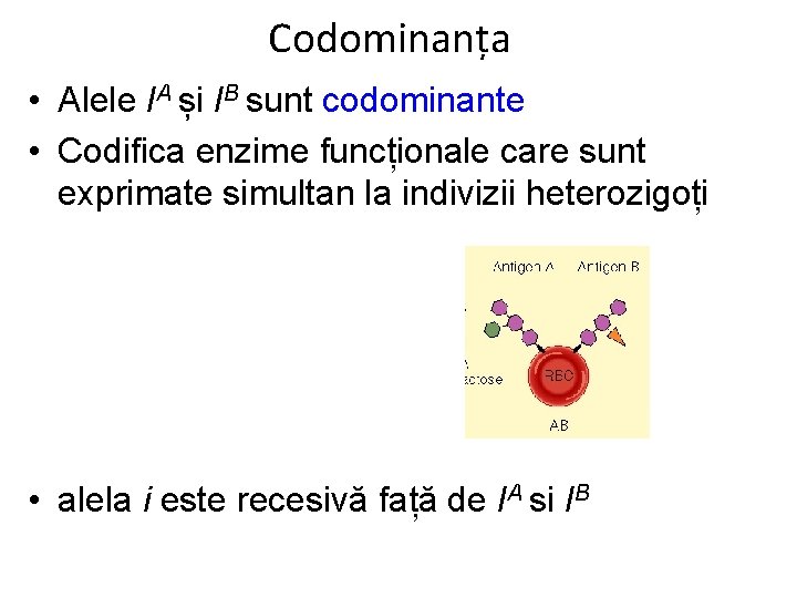 Codominanța • Alele IA și IB sunt codominante • Codifica enzime funcționale care sunt