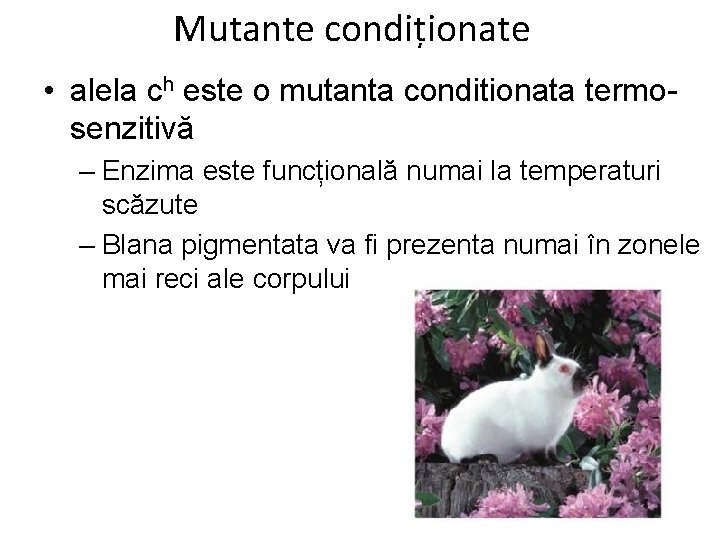 Mutante condiționate • alela ch este o mutanta conditionata termosenzitivă – Enzima este funcțională