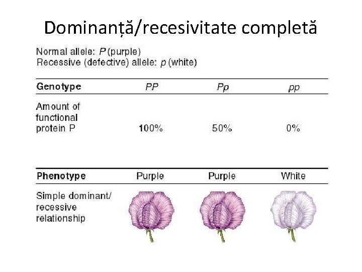 Dominanță/recesivitate completă 