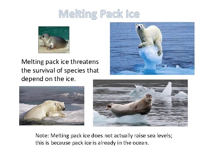 Melting Pack Ice Melting pack ice threatens the survival of species that depend on