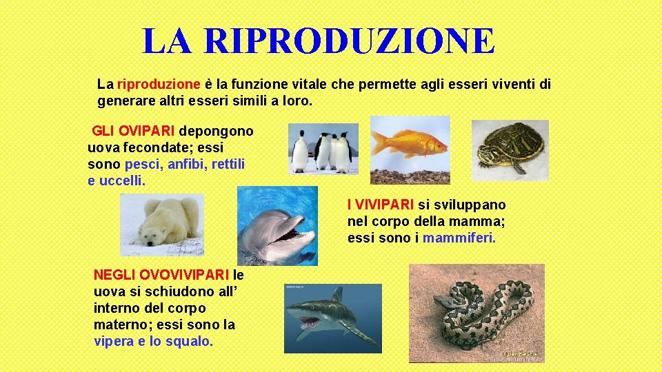 LA RIPRODUZIONE La riproduzione è la funzione vitale che permette agli esseri viventi di