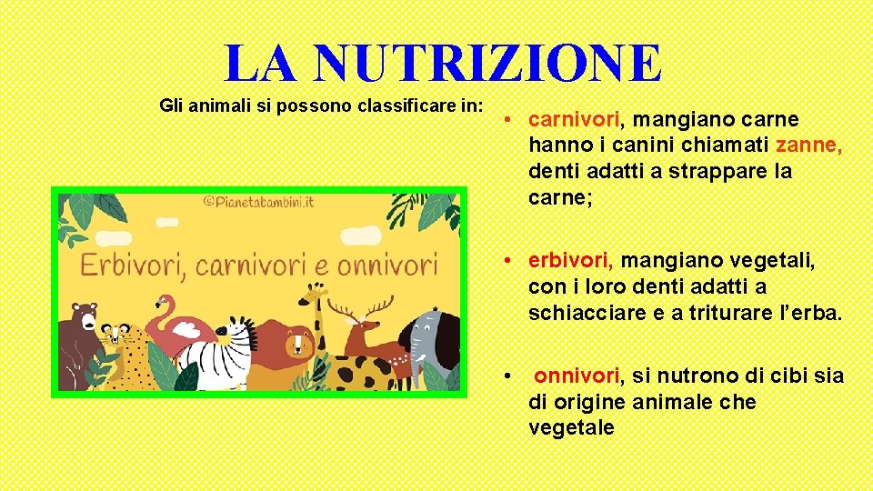 LA NUTRIZIONE Gli animali si possono classificare in: • carnivori, mangiano carne hanno i