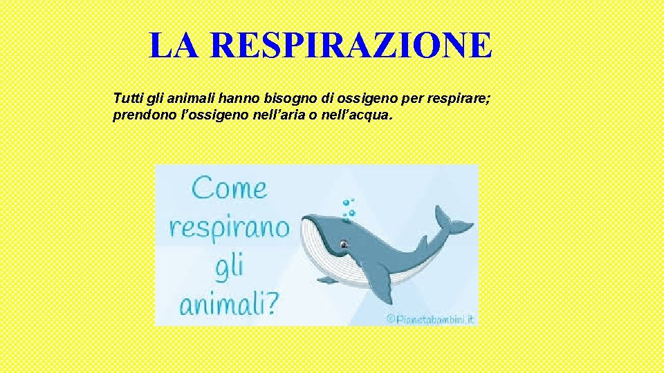 LA RESPIRAZIONE Tutti gli animali hanno bisogno di ossigeno per respirare; prendono l’ossigeno nell’aria