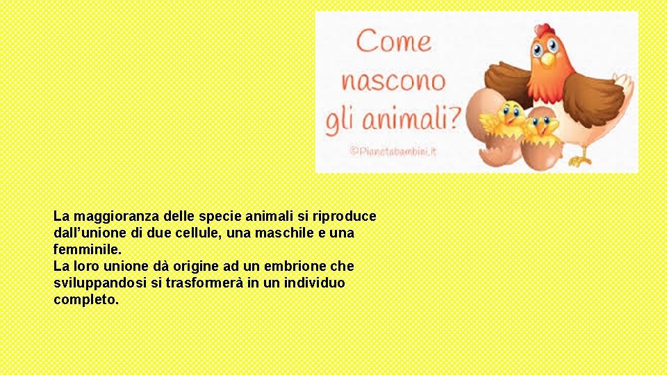 La maggioranza delle specie animali si riproduce dall’unione di due cellule, una maschile e