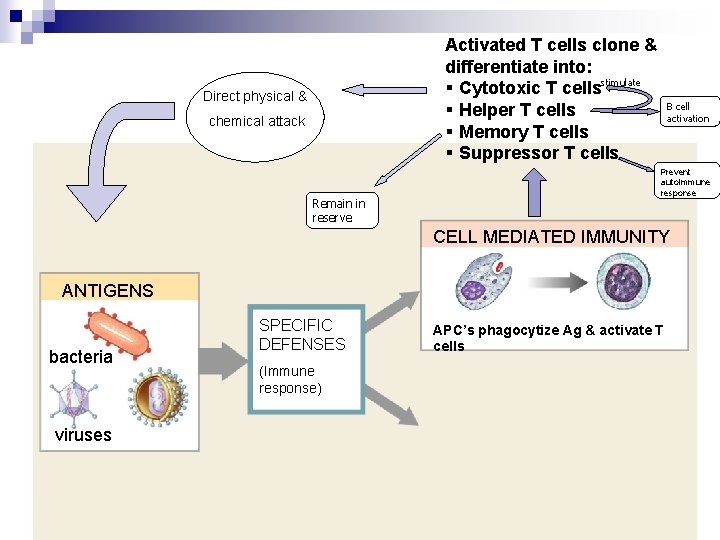 Activated T cells clone & differentiate into: § Cytotoxic T cellsstimulate § Helper T