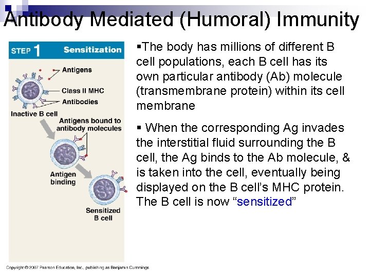 Antibody Mediated (Humoral) Immunity §The body has millions of different B cell populations, each