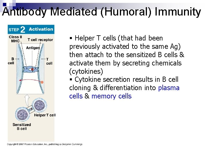 Antibody Mediated (Humoral) Immunity § Helper T cells (that had been previously activated to