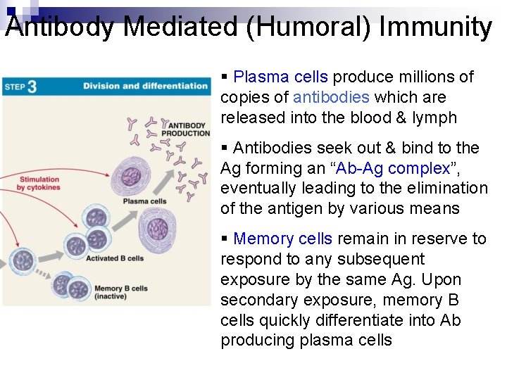 Antibody Mediated (Humoral) Immunity § Plasma cells produce millions of copies of antibodies which